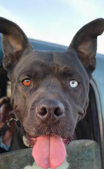 Little Man -  Pit Bull Terrier Dog for Adoption in Henderson, Nevada - Little Man | PetCurious