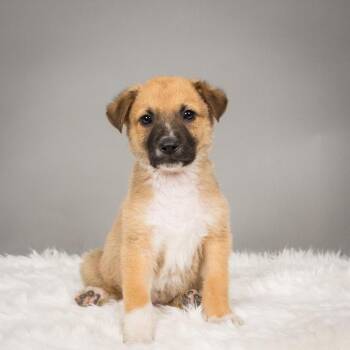 Husky and Australian Shepherd Dogs Available for Adoption in Minneapolis, Minnesota - Thunder | PetCurious