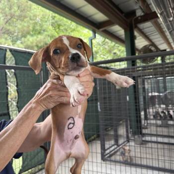 Dexter #6 -  Pit Bull Terrier and Mixed Breed Dog for Adoption in Auburn, New Hampshire - Dexter #6 | PetCurious