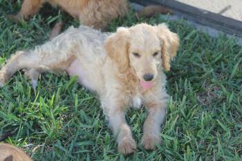 Ellen -  Goldendoodle Dog for Adoption in Alafaya, Florida - Ellen | PetCurious