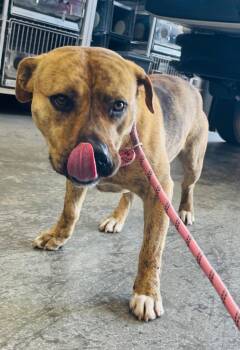 Pit Bull Terrier and Mixed Breed Dogs Available for Adoption - Sammy | PetCurious