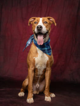 Rescue Mixed Breed Dogs for Adoption in Atlanta, Georgia - Flanders | PetCurious