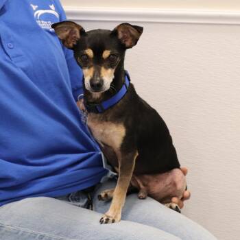 Snoopy -  Mixed Breed Dog for Adoption in Port Washington, New York - Snoopy | PetCurious