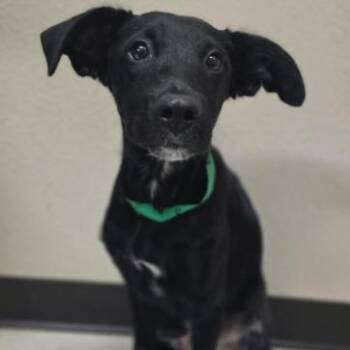Rowdy -  Border Collie and Mixed Breed Dog for Adoption in Fort Collins, Colorado - Rowdy | PetCurious