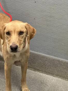 LORRIETTA -  Labrador Retriever Dog for Adoption in Las Vegas, Nevada - LORRIETTA | PetCurious