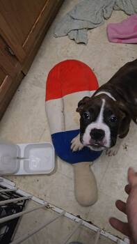 Green  -  Boxer Dog for Sale in Camden, Tennessee - Green  | PetCurious