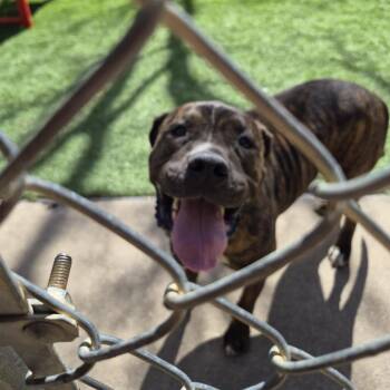 Mastiff Dogs Available for Adoption - CICI | PetCurious