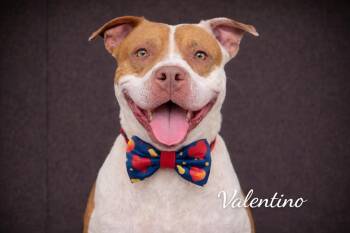 American Staffordshire Terrier Dogs Available for Adoption in Farmington, Missouri - Prince Cannoli (Valentino) | PetCurious