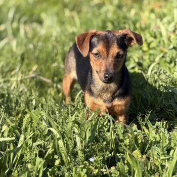 Chihuahua and Mixed Breed Dogs Available for Adoption in Sacramento, California - Peanut (*) | PetCurious