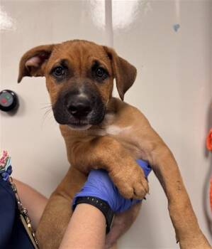 KIWI -  German Shepherd Dog and Mixed Breed Dog for Adoption in Ontario, California - KIWI | PetCurious