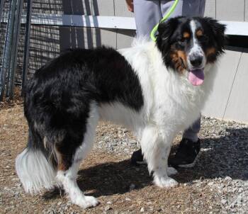 Bernese Mountain Dog and Mixed Breed Dogs Available for Adoption in Vacaville, California - Homer | PetCurious