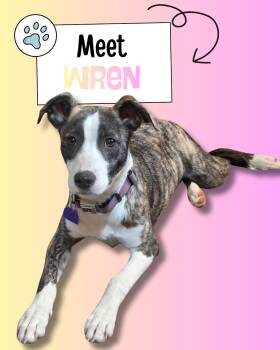 Greyhound and Border Collie Dogs Available for Adoption in Sulphur, Kentucky - Wren | PetCurious
