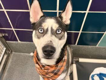 Siberian Husky Dogs Available for Adoption - NIKO | PetCurious