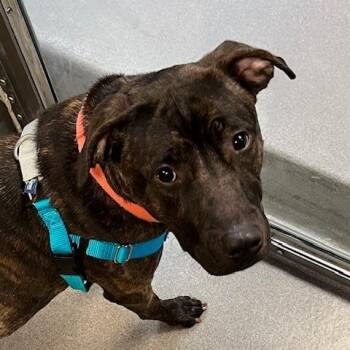 Pit Bull Terrier Dogs Available for Adoption - Mocha | PetCurious