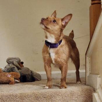 Mixed Breed Dogs Available for Adoption - Millicent Goodblade | PetCurious