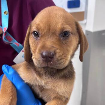 Wanda -  Labrador Retriever and Rottweiler Dog for Adoption in Indianapolis, Indiana - Wanda | PetCurious