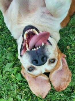 Rescue Beagle Dogs for Adoption in Williamsport, Pennsylvania - Foghorn | PetCurious