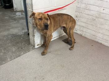 Rescue Shar Pei Dogs for Adoption in San Bernardino, California - JAKE | PetCurious