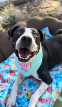 Moonbeam -  Mountain Cur and American Staffordshire Terrier Dog for Adoption in Houston, Texas - Moonbeam | PetCurious