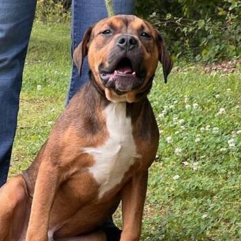 Pit Bull Terrier Dogs Available for Adoption in Memphis, Tennessee - STIMPY-30626 | PetCurious