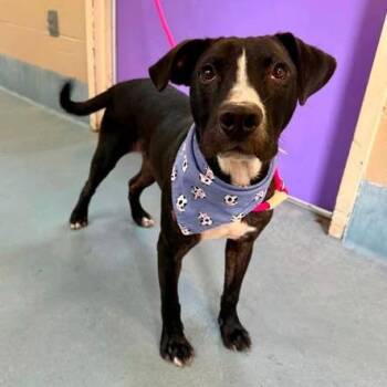 Bashful -  American Staffordshire Terrier Dog for Adoption in Pittsburgh, Pennsylvania - Bashful | PetCurious