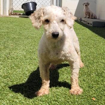 Rose 5384 -  Poodle and None Dog Available for Adoption in Loxahatchee Groves, Florida - Rose 5384 | PetCurious