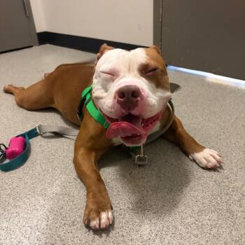 Unicorn -  English Bulldog Dog for Adoption in Chicago, Illinois - Unicorn | PetCurious