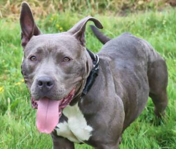 Rescue American Staffordshire Terrier Dogs for Adoption in Euclid, Ohio - Wilma | PetCurious