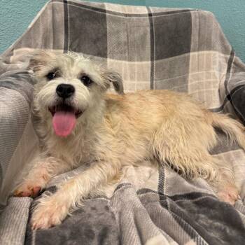 Keisha -  Terrier and Mixed Breed Dog for Adoption in Fresno, California - Keisha | PetCurious
