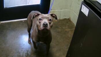 Rescue Pit Bull Terrier Dogs for Adoption in Tulsa, Oklahoma - RIKER | PetCurious