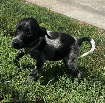 Nova -  Australian Cattle Dog Blue Heeler and Border Collie Dog for Adoption in Lexington, Kentucky - Nova | PetCurious