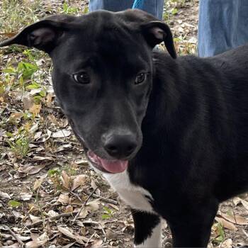 Rescue Labrador Retriever and Black Mouth Cur Dogs for Adoption in Wadena, Minnesota - Duke | PetCurious