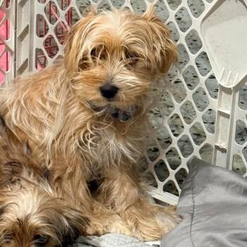 Roux -  Yorkshire Terrier Dog for Adoption in Grand Forks, North Dakota - Roux | PetCurious