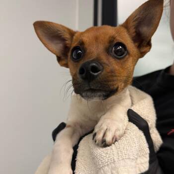 Bandito -  Chihuahua and Mixed Breed Dog for Adoption in Abilene, Texas - Bandito | PetCurious