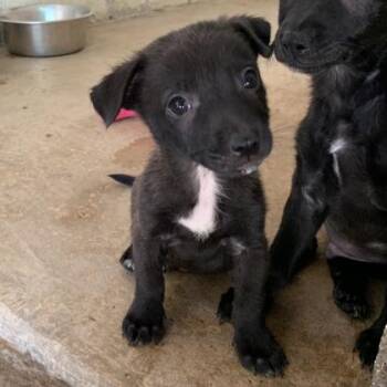 Amigo -  Smooth Fox Terrier and Mixed Breed Dog for Adoption in Morton Grove, Illinois - Amigo | PetCurious