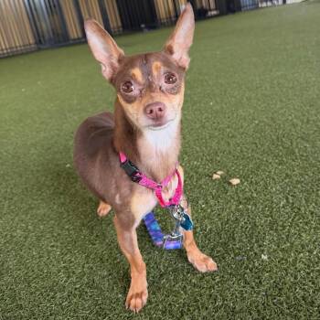 Chihuahua Dogs Available for Adoption in West Palm Beach, Florida - Bobbers | PetCurious
