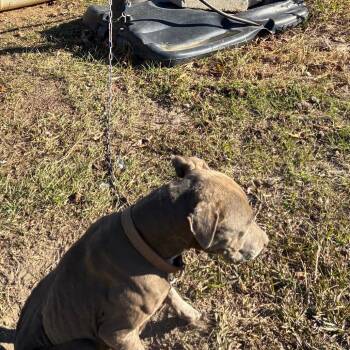 English Bulldog Dogs Available for Adoption - Trina | PetCurious