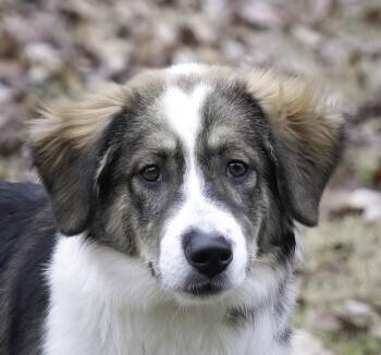 Australian Shepherd Dogs Available for Adoption - Anvil | PetCurious