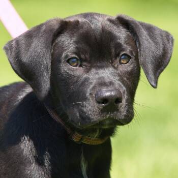 Titan -  Labrador Retriever and Mixed Breed Dog for Adoption in South Elgin, Illinois - Titan | PetCurious