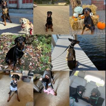 Rescue Doberman Pinscher Dogs for Adoption in Walker, Michigan - Kendrick | PetCurious