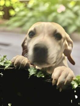 Boxer and Hound Dogs Available for Adoption - Nancy  | PetCurious