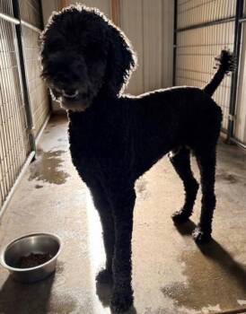 Mocha -  Poodle Dog for Adoption in Severance, Colorado - Mocha | PetCurious