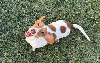 Rescue Miniature Dachshund Dogs for Adoption in Chickasha, Oklahoma - Sasha | PetCurious