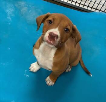 Mixed Breed Dogs Available for Adoption in Bossier City, Louisiana - Princess | PetCurious