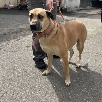 Mastiff and Mixed Breed Dogs Available for Adoption in Morganton, North Carolina - Amberlyn | PetCurious