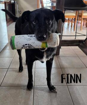 Black Labrador Retriever Dogs Available for Adoption in Elburn, Illinois - Finn | PetCurious