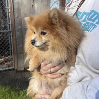 Pomeranian Dogs Available for Adoption - Lulu | PetCurious