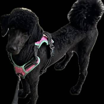 Zora -  Poodle Dog for Adoption in Phoenix, Maryland - Zora | PetCurious