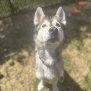 Rescue Husky Dogs for Adoption in Philadelphia, Pennsylvania - Wooder Ice | PetCurious