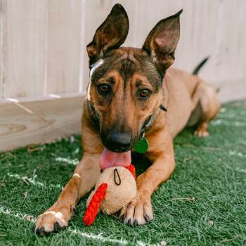 Belle -  German Shepherd Dog and Mixed Breed Dog for Adoption in New Orleans, Louisiana - Belle | PetCurious